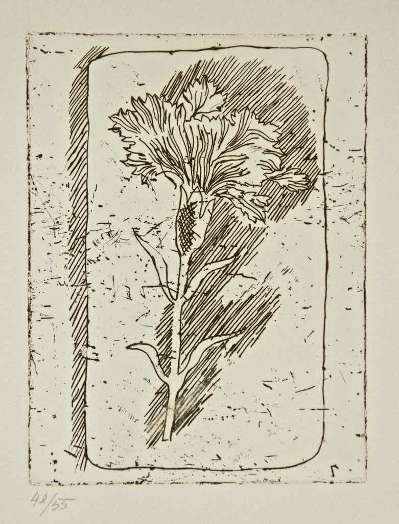 The Carnation - Etching by Attilio Rossi - 1970s