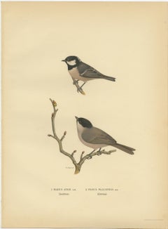 Attractive Antique Bird Print of The Coal Tit, 1927