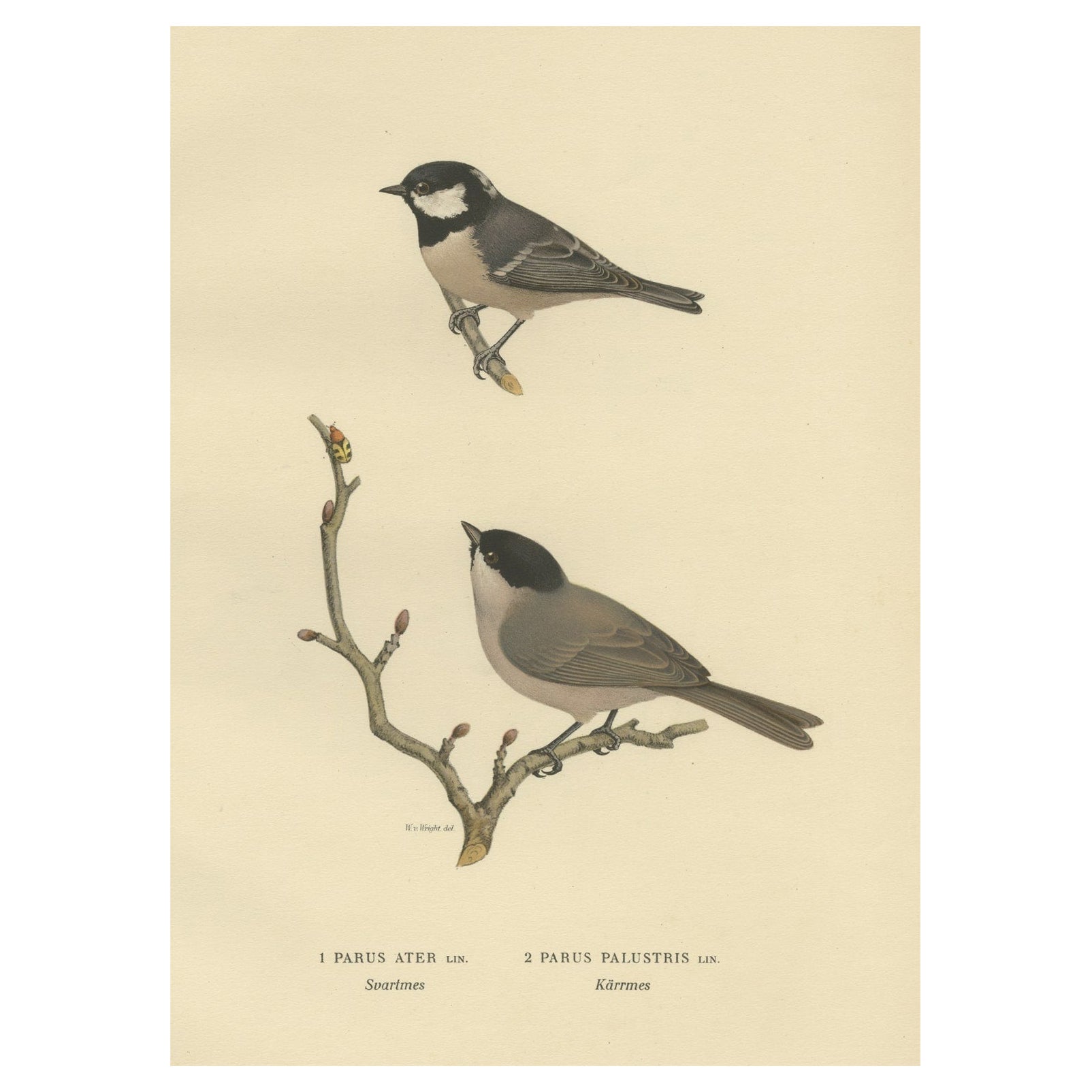 Attractive Antique Bird Print of The Coal Tit, 1927