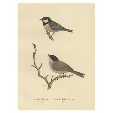 Attractive Antique Bird Print of The Coal Tit, 1927