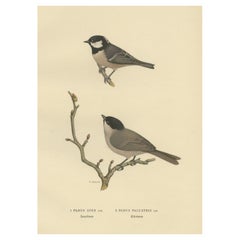 Atractiva estampa antigua de pájaro carbonero, 1927