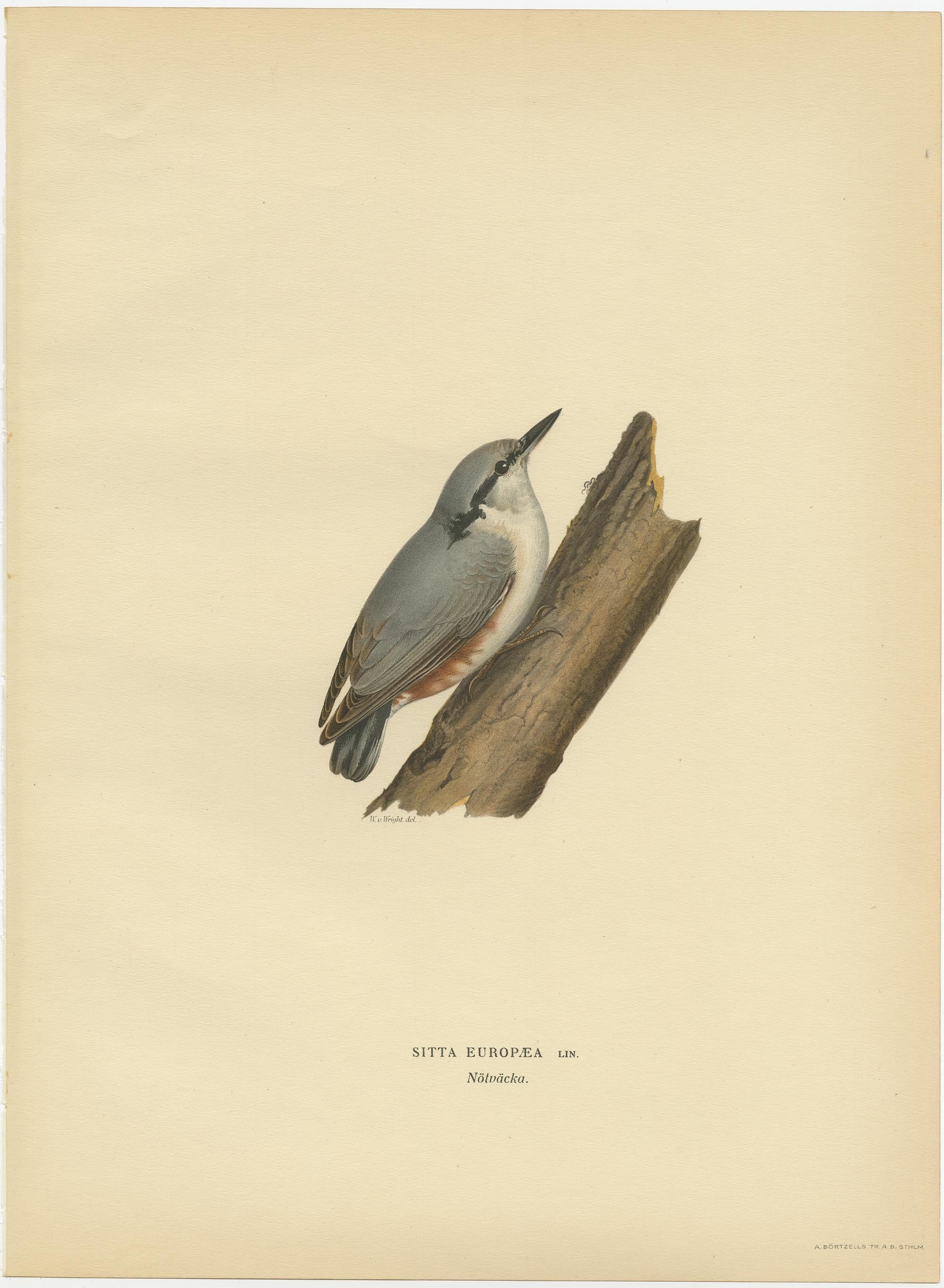 Antique bird print titled 'Sitta Europaea'. Old bird print depicting the Eurasian nuthatch. This print orginates from 'Svenska Foglar Efter Naturen Och Pa Stenritade' by Magnus von Wright. 

Artists and Engravers: Printed in Stockholm. Magnus von