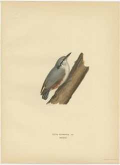 Attraente stampa antica di uccelli del Picchio eurasiatico, 1927