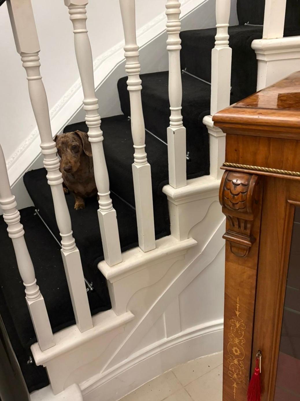 Attrayante ancienne armoire d'appoint / vitrine en acajou marqueté du milieu du 19e siècle en vente 1