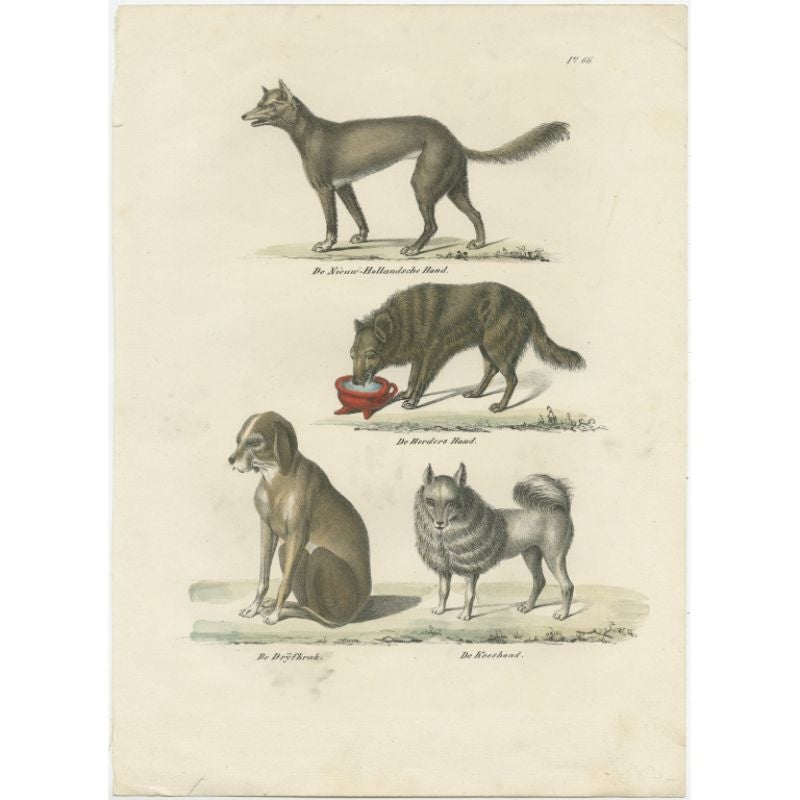 Antique print titled 'De Nieuw-Hollandsche Hond - De Herders Hond - De Drijfbrak - De Keeshond'. Lithograph of various dog breeds including the sheepdog. This print originates from 'Volledige Natuurlijke Historie der Zoogdieren', a Dutch edition of