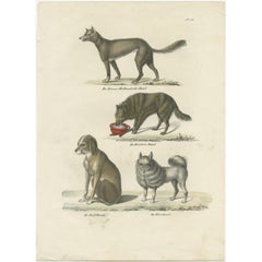 Attractive Antique Print of the Sheepdog and Other Dog Breeds, 1845