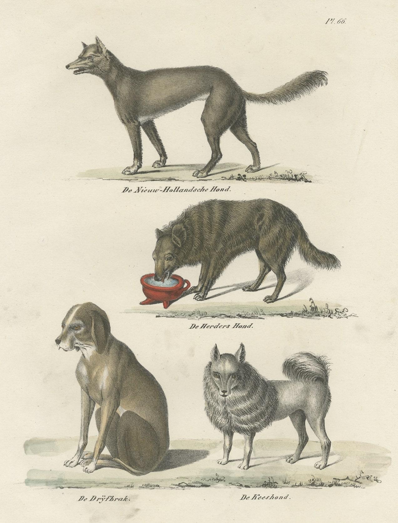 Paper Attractive Antique Print of the Sheepdog and Other Dog Breeds, 1845 For Sale