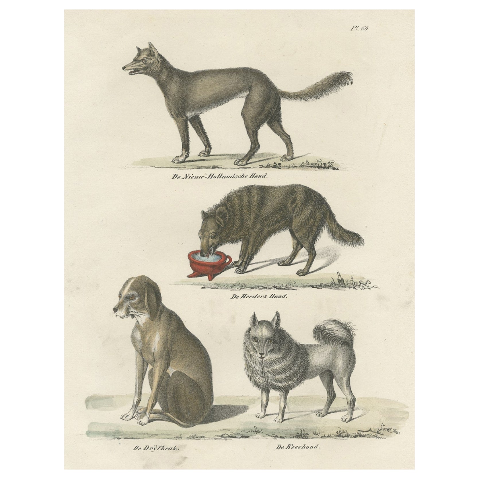 Attraktiver antiker Druck des Schafshundes und anderer Hundebreeds, 1845