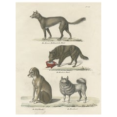Attraktiver antiker Druck des Schafshundes und anderer Hundebreeds, 1845