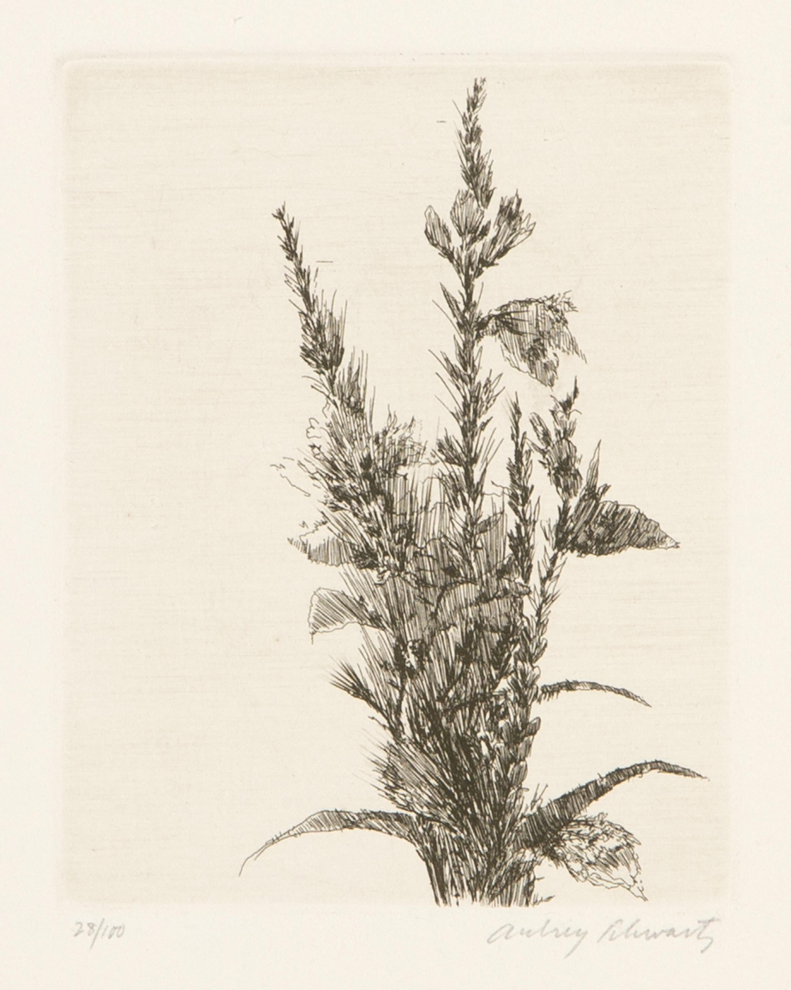  Aubrey Schwartz, estadounidense (1928 - 2019) -  Flores silvestres I, Año: 1966, Técnica: Aguafuerte, firmado y numerado a lápiz, Edición: 28/100, Tamaño de la imagen: 4,75 x 3,75 pulgadas, Tamaño: 14 x 10 pulgadas (35,56 x 25,4 cm), Impresor: