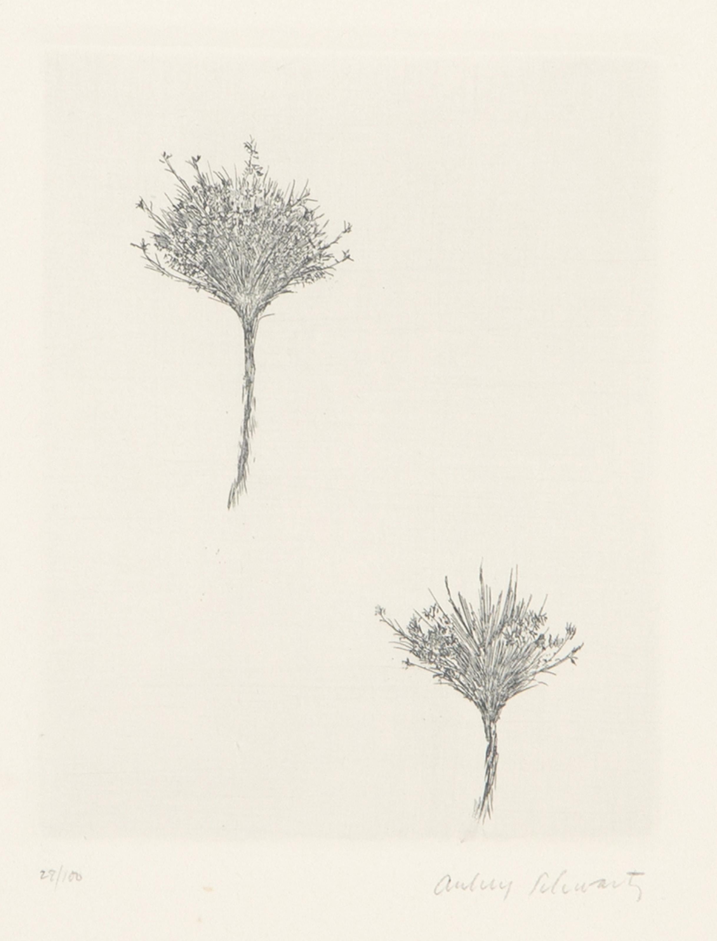  Aubrey Schwartz, estadounidense (1928 - 2019) -  Flores silvestres II, Año: 1966, Medio: Aguafuerte, firmado y numerado a lápiz, Edición: 28/100, Tamaño de la imagen: 4,75 x 3,75 pulgadas, Tamaño: 14 x 10 pulgadas (35,56 x 25,4 cm), Impresor: