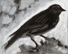 Darkling, monochromatic bird, black white grey