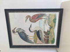 Audubon 3 Bird Print Large Framed