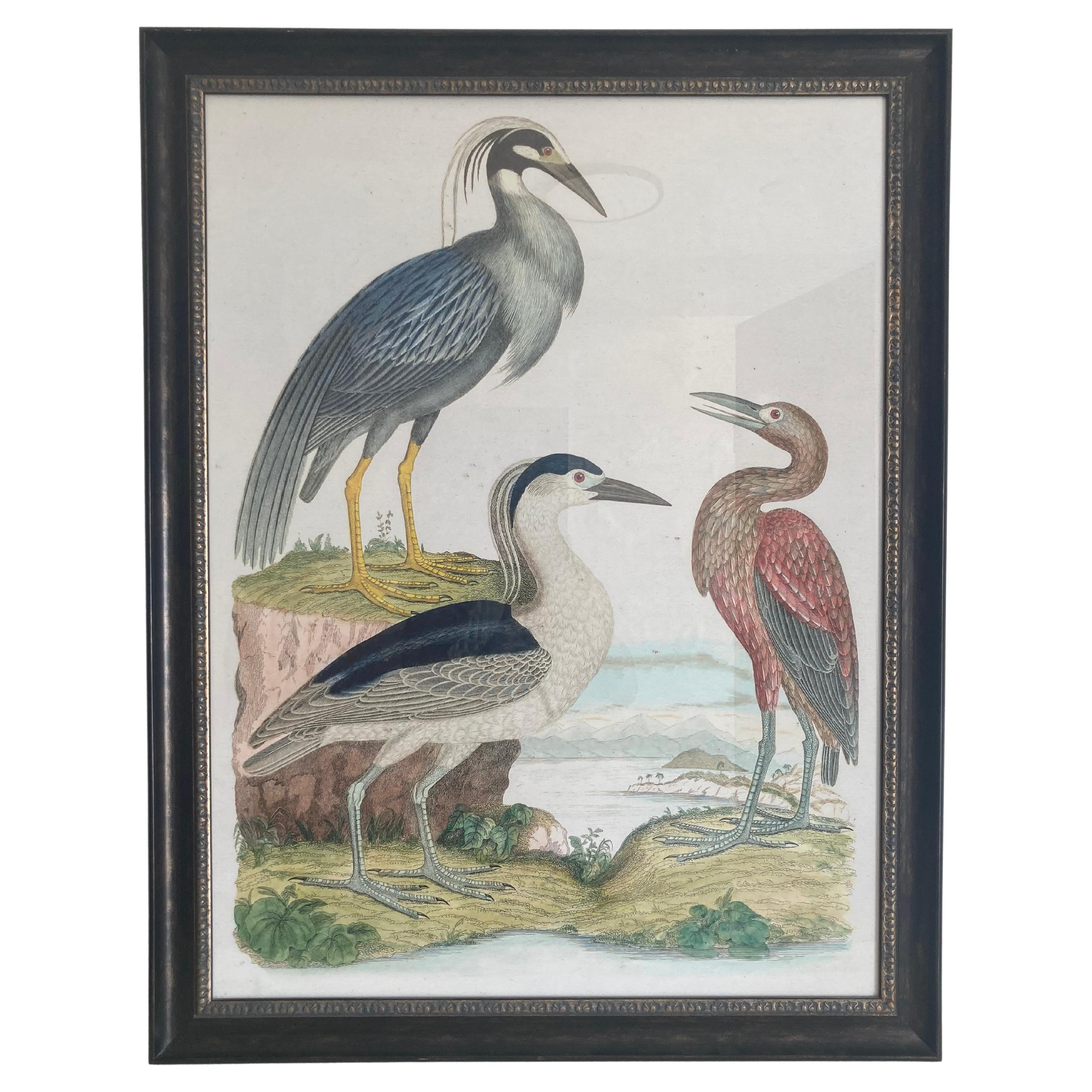 Audubon 3 Bird Print Large Framed For Sale