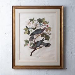 Audubon Band-Tailed Pigeon, Plate 367
