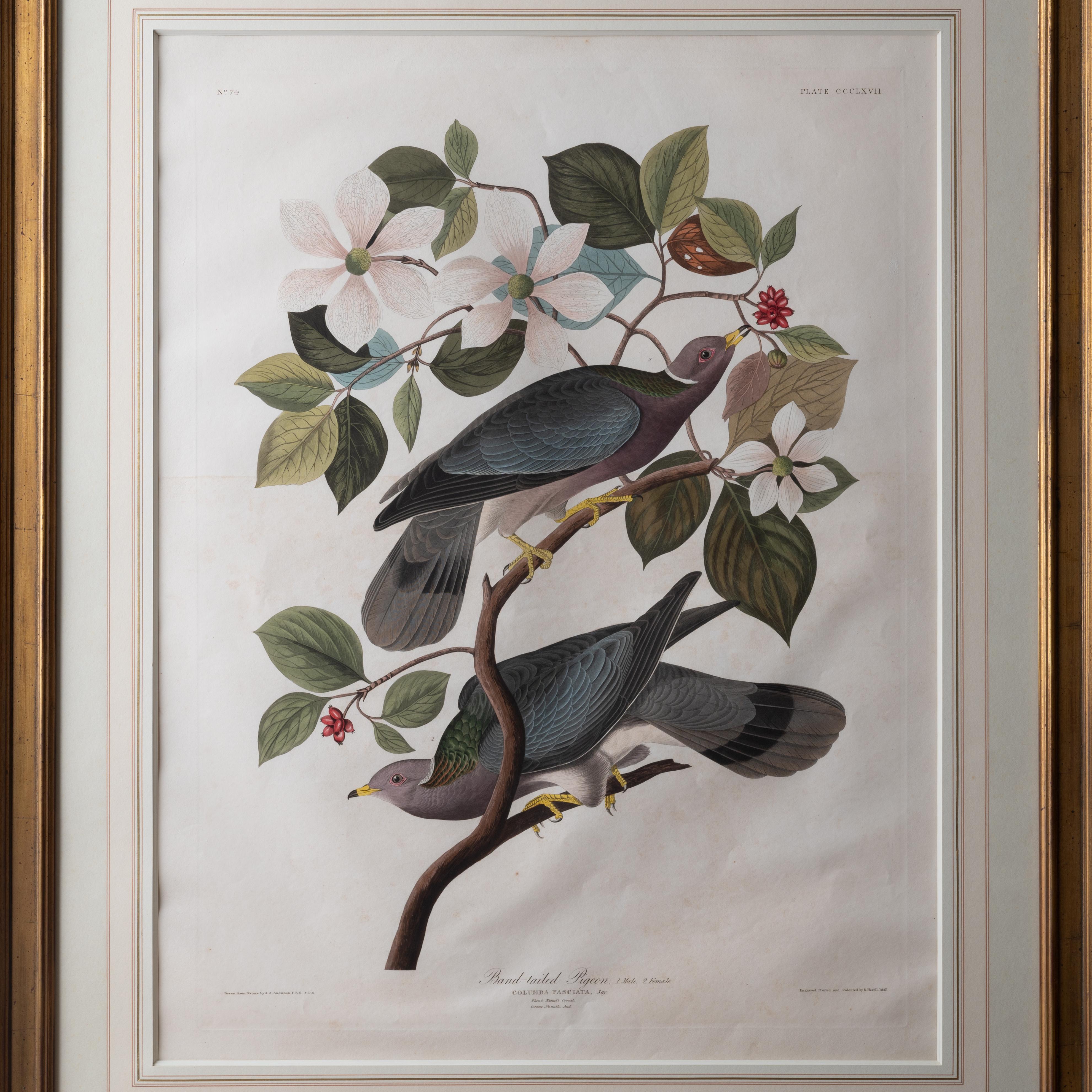 American Audubon Band-Tailed Pigeon, Plate 367