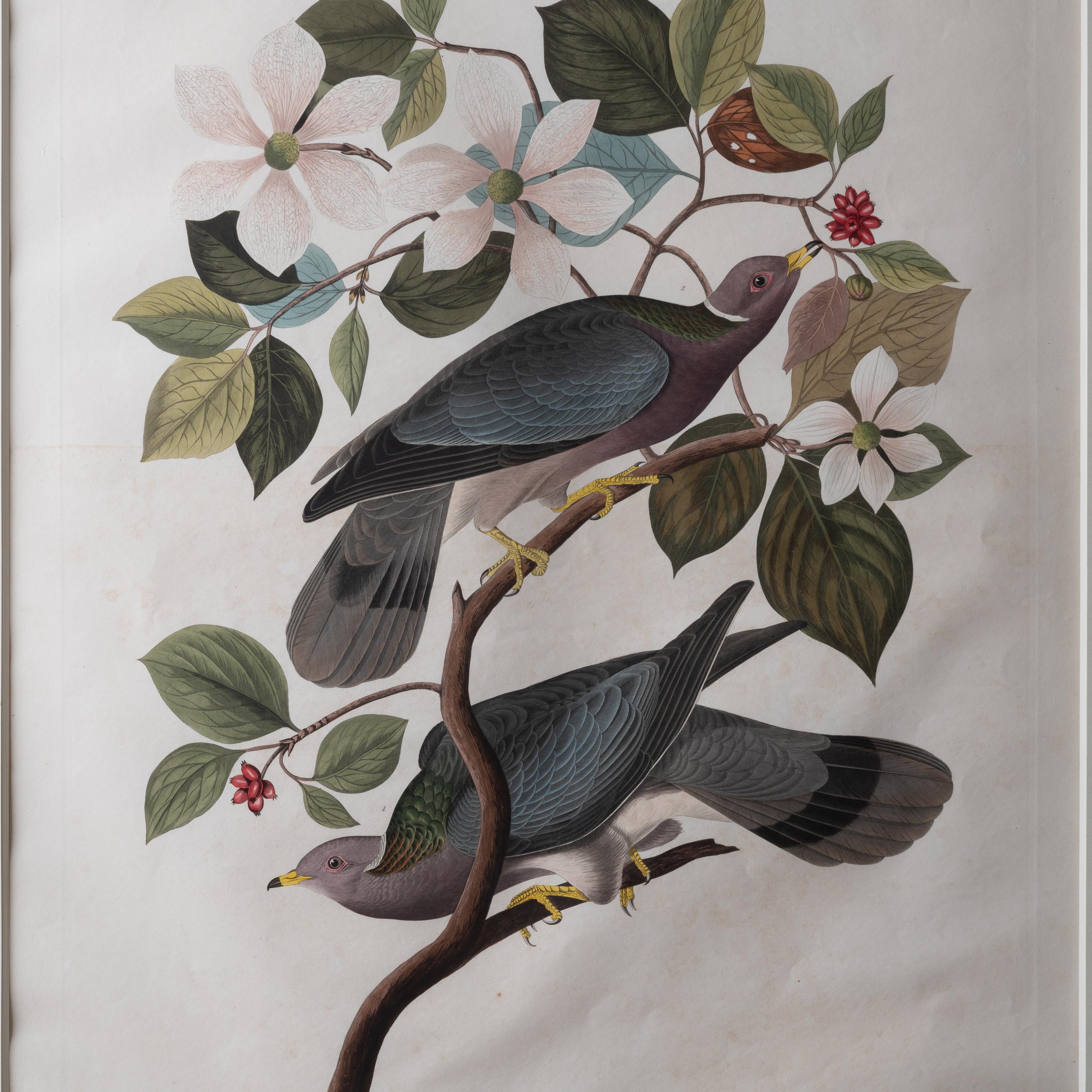 Audubon Band-Tailed Pigeon, Plate 367 In Good Condition In Savannah, GA