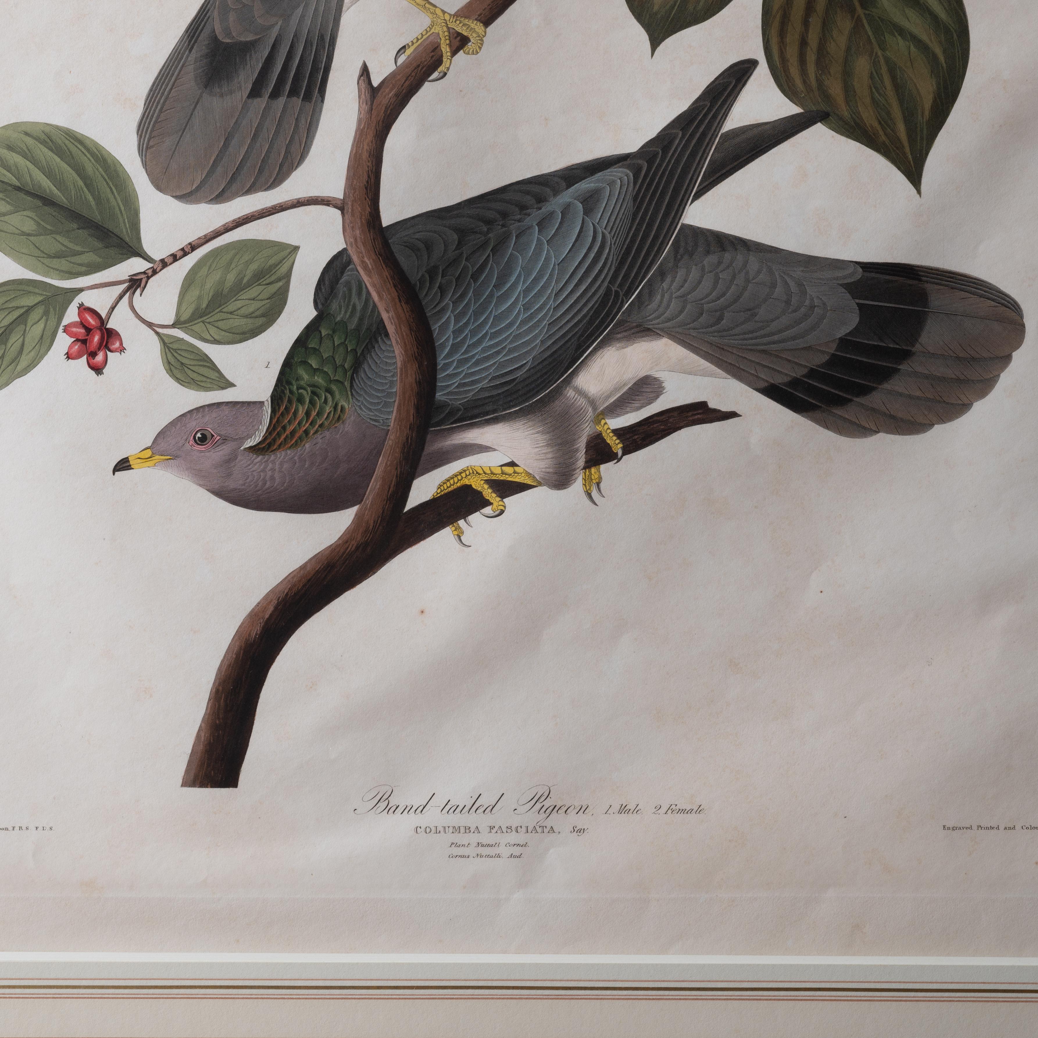 Mid-19th Century Audubon Band-Tailed Pigeon, Plate 367