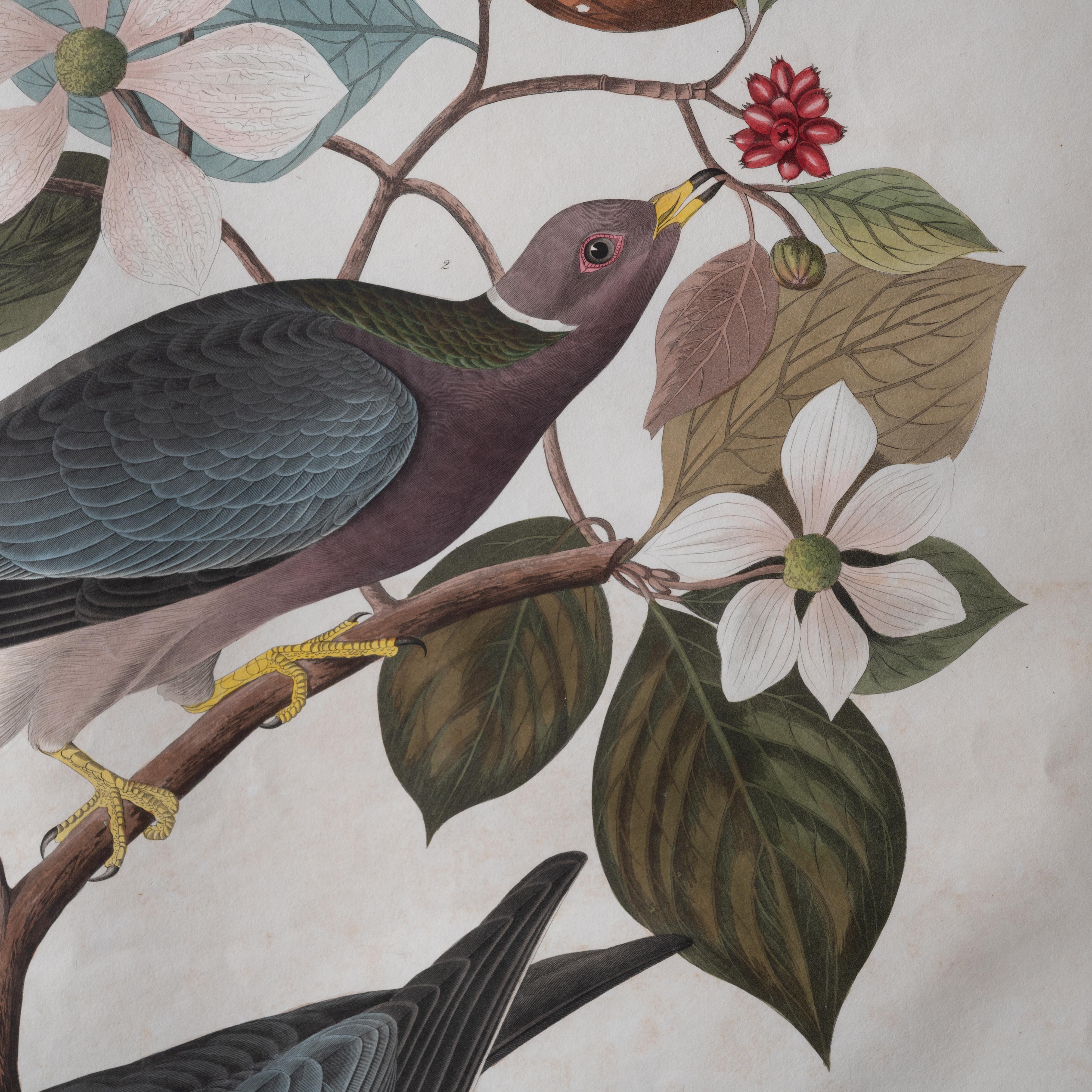 Audubon Band-Tailed Pigeon, Plate 367 1