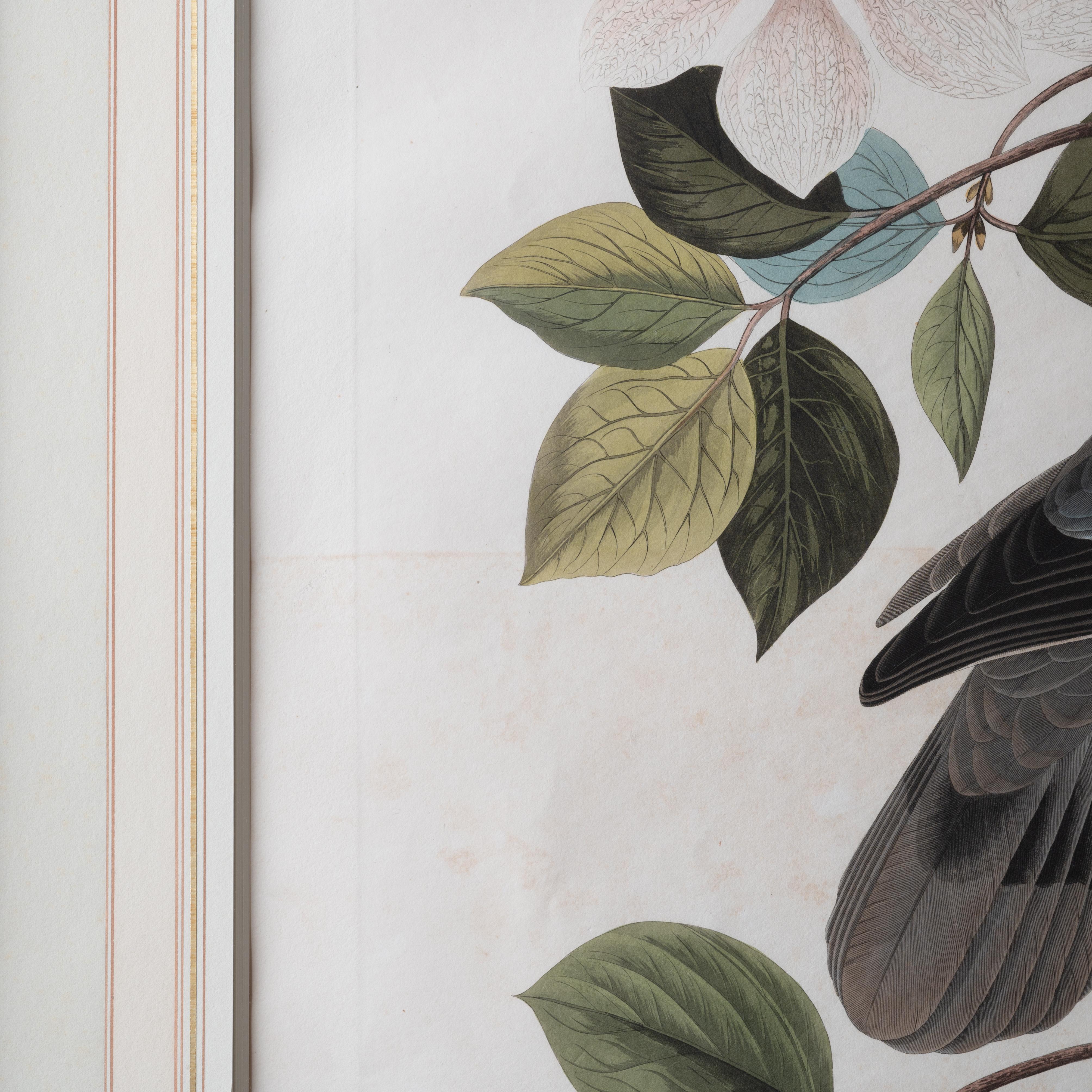 Audubon Band-Tailed Pigeon, Plate 367 2