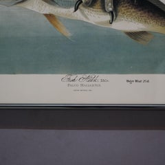 Audubon Print of a Fish Hawk, Framed, 20thC