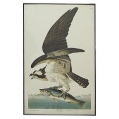 Audubon Print of a Fish Hawk, Framed, 20thC
