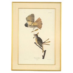 Audubon Print of A Great Crested Flycatcher, Framed, 20thC