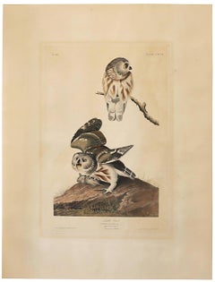 „Die kleine Eule“, von John James Audubon, 1834, Havell-Ausgabe in Barockrahmen