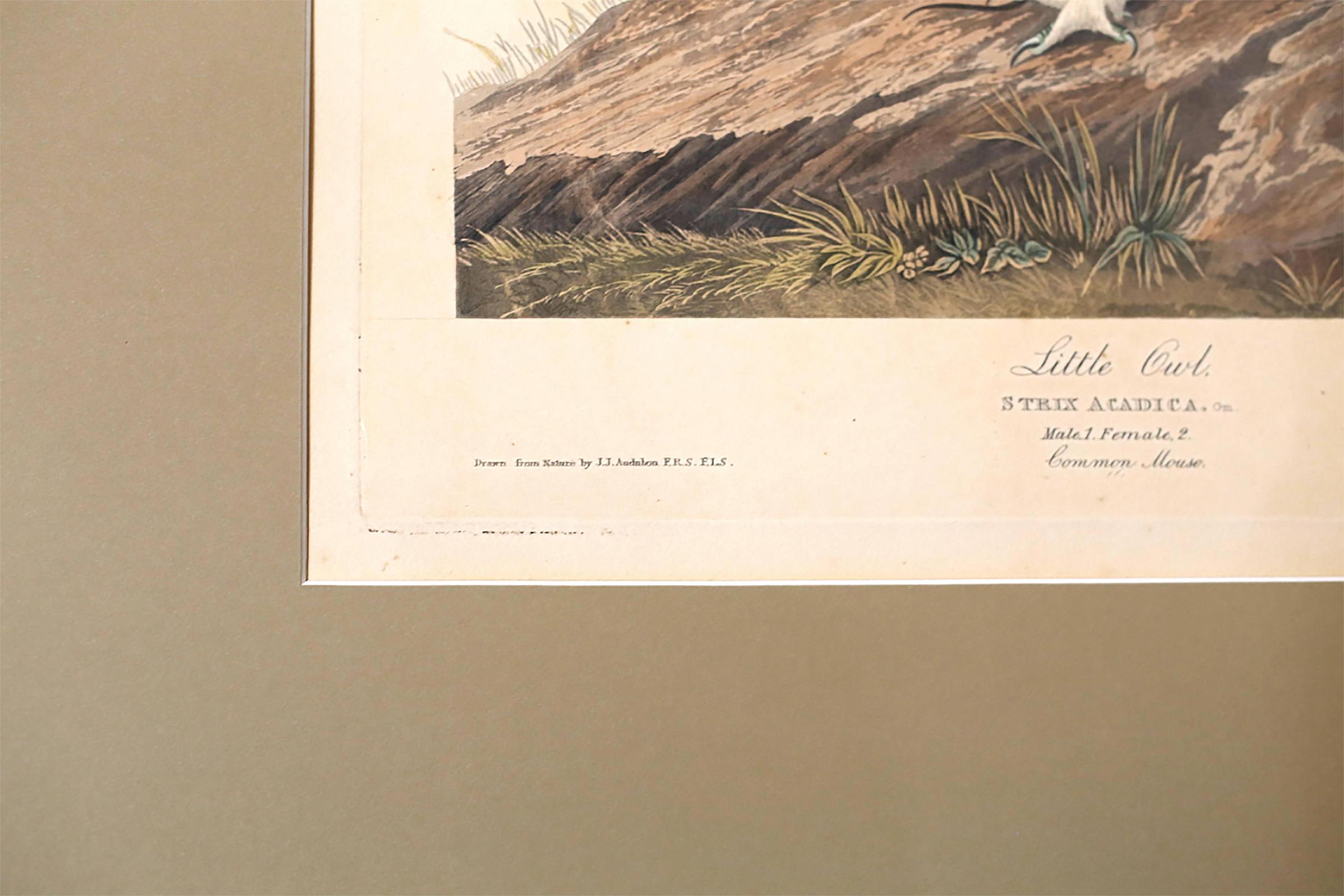 Mid-19th Century John James Audubon 