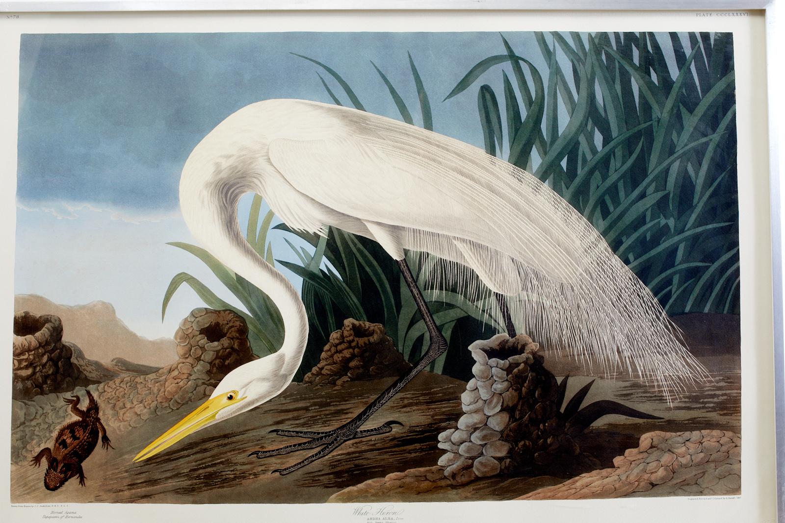American Classical Audubon White Heron Plate #386 Havell