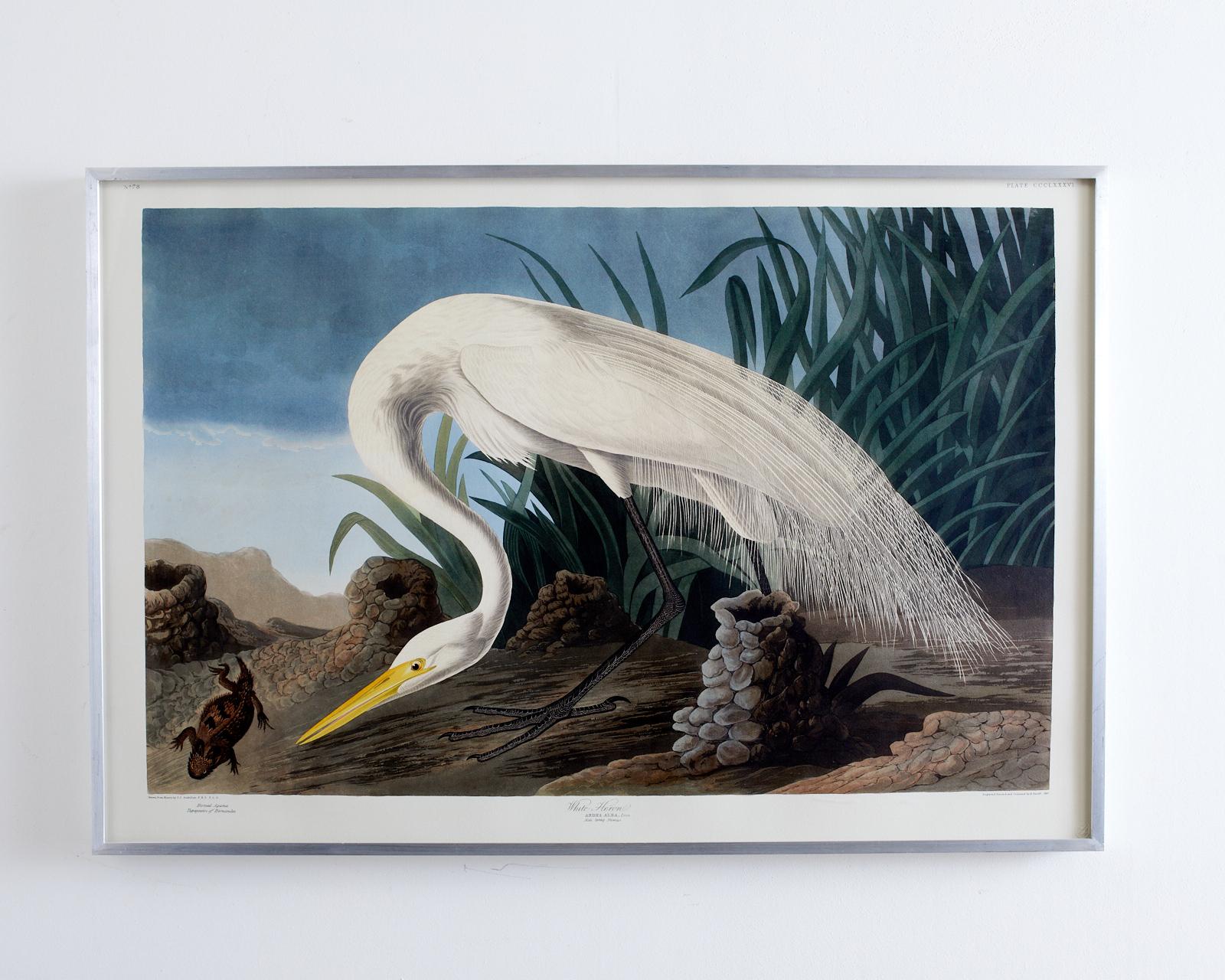 Brushed Audubon White Heron Plate #386 Havell