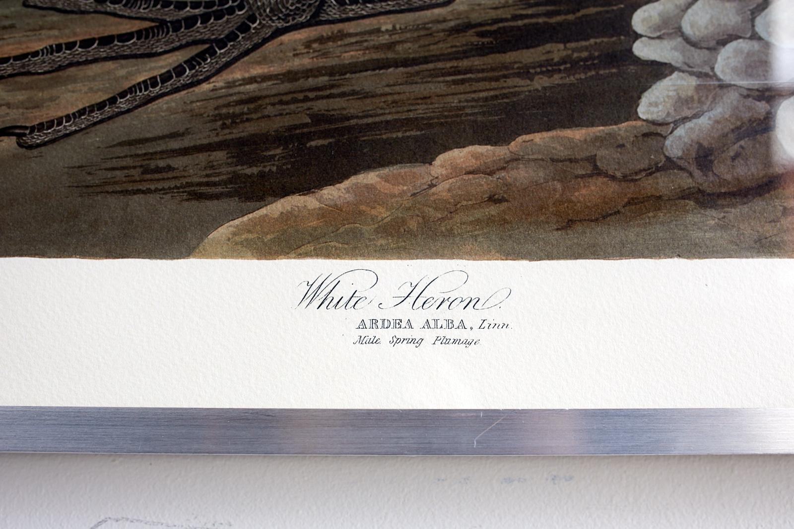 Plexiglass Audubon White Heron Plate #386 Havell