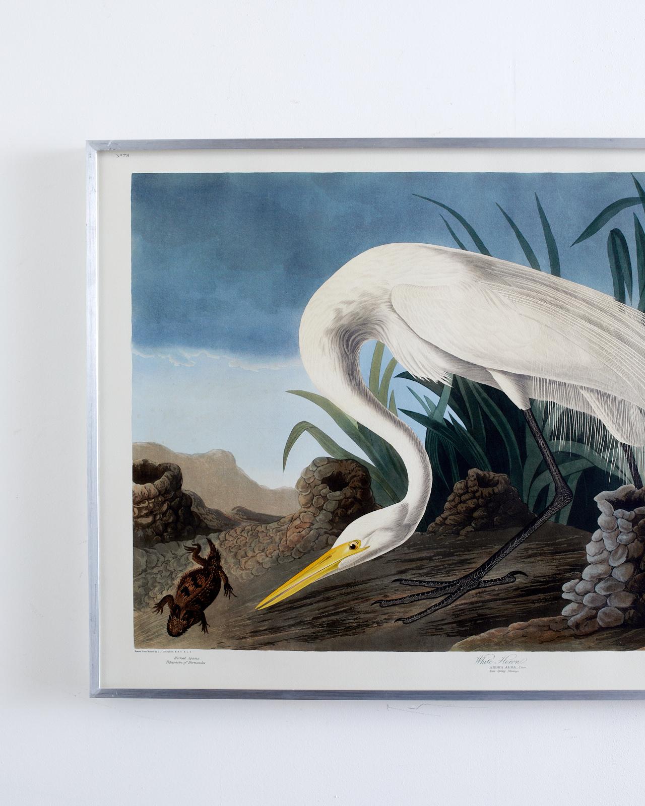 Audubon White Heron Plate #386 Havell 1