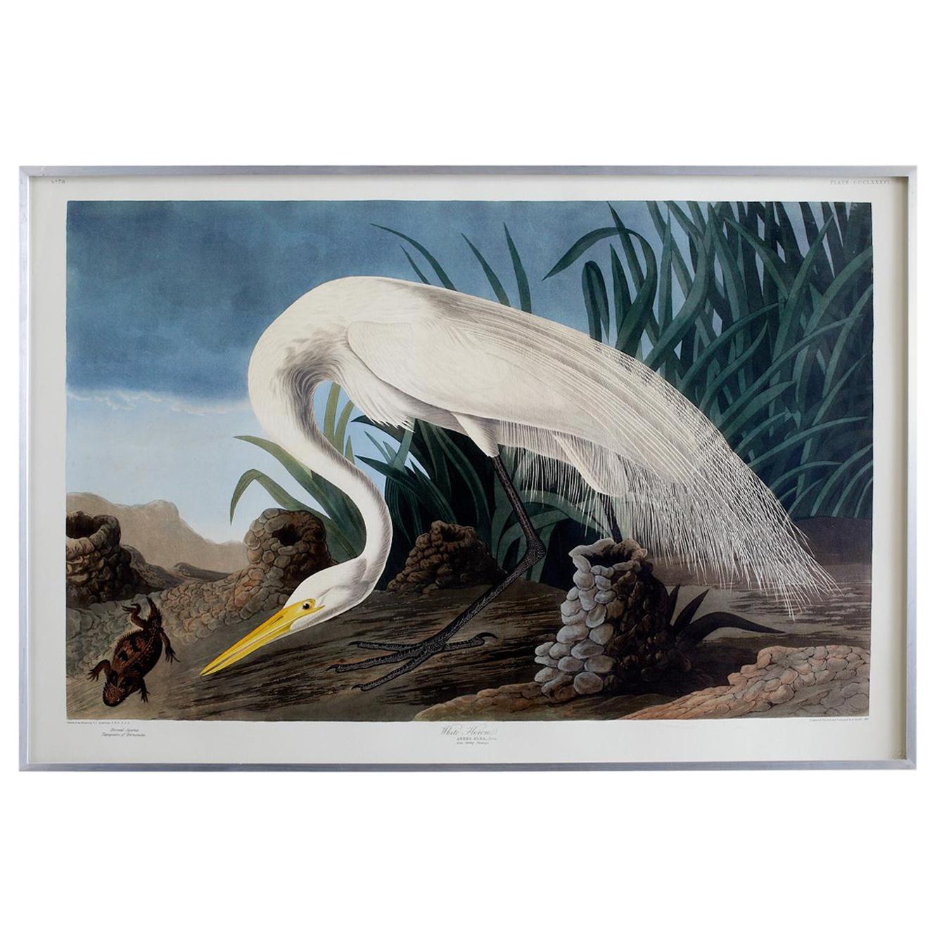 Audubon White Heron Plate #386 Havell