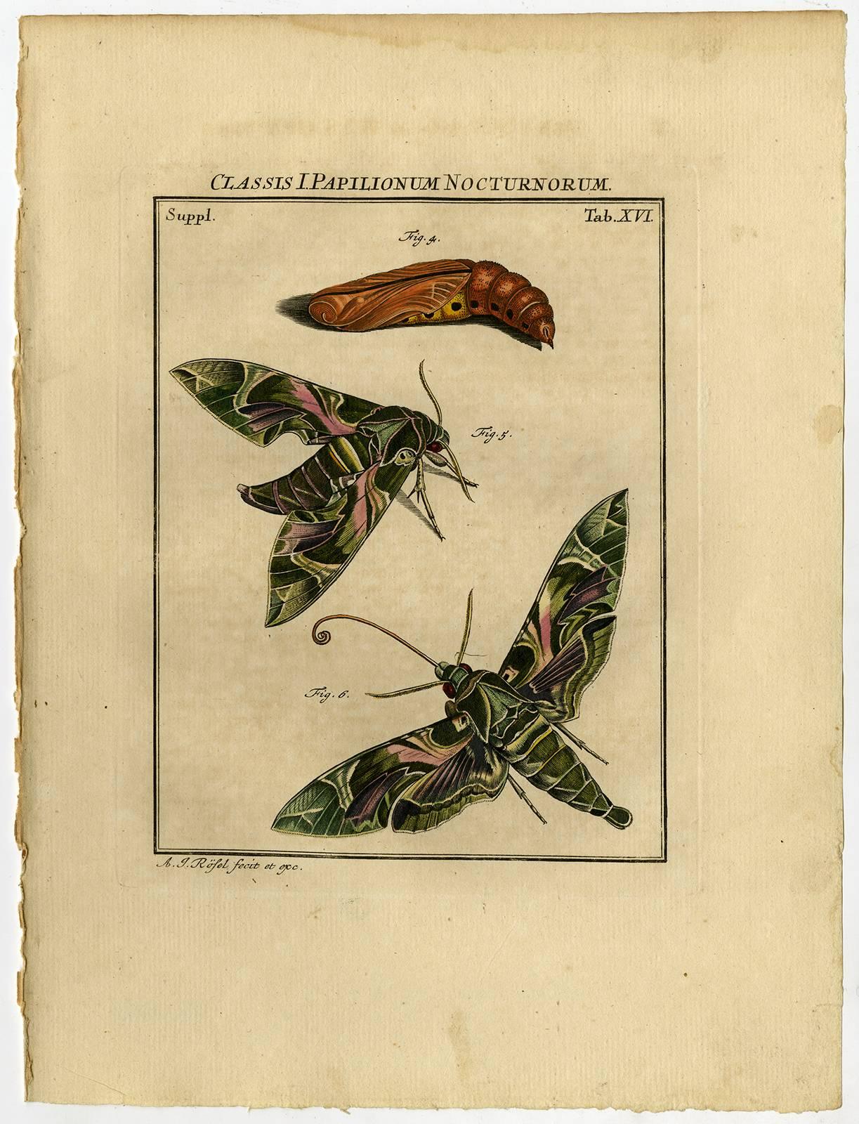 Classis I. Papiliionum Nocturnorum. Tab. XV-XVI. - Print by August Johann Rösel von Rosenhof