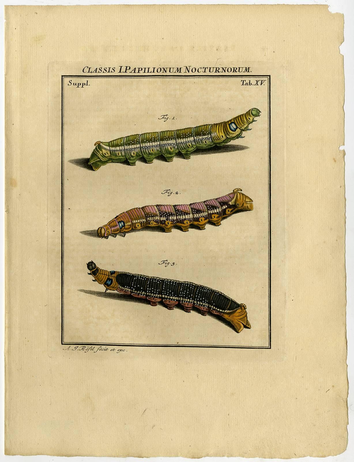 August Johann Rösel von Rosenhof Animal Print - Classis I. Papiliionum Nocturnorum. Tab. XV-XVI.