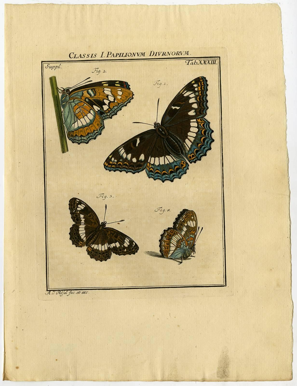 August Johann Rösel von Rosenhof Animal Print - Classis I. Papilionum Diurnorum. Tab. XXXIII.