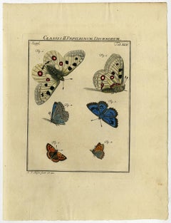 Classis II. Papilionum Diurnorum. Tab. XLV.