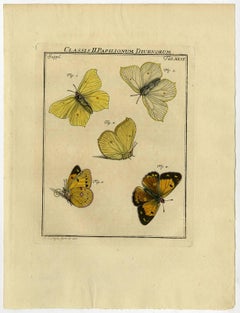 Classis II. Papilionum Diurnorum. Tab. XLVI.