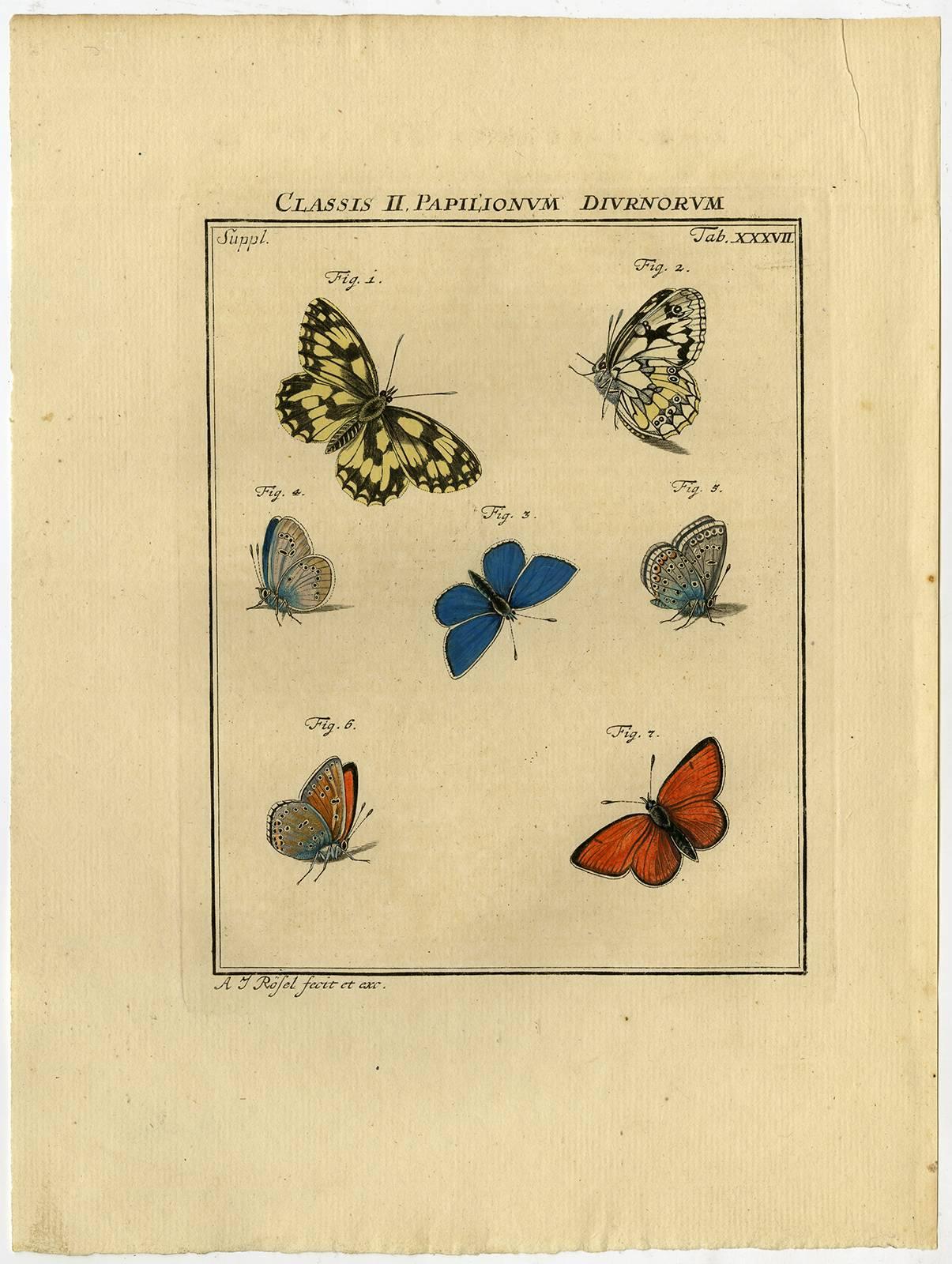 August Johann Rösel von Rosenhof Animal Print - Classis II. Papilionum Diurnorum. Tab. XXXVII.
