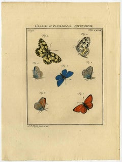 Classis II. Papilionum Diurnorum. Tab. XXXVII.