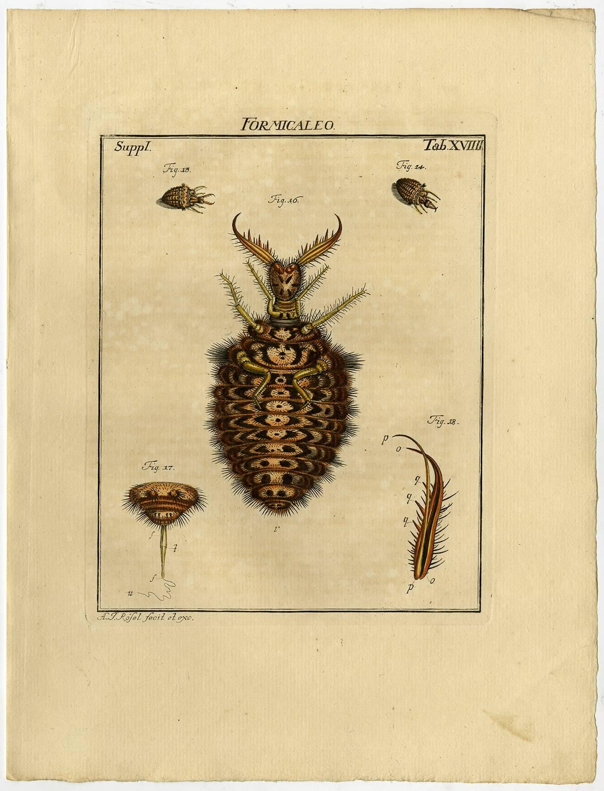 Formicaleao. Tab. XVII-XX. - Print by August Johann Rösel von Rosenhof
