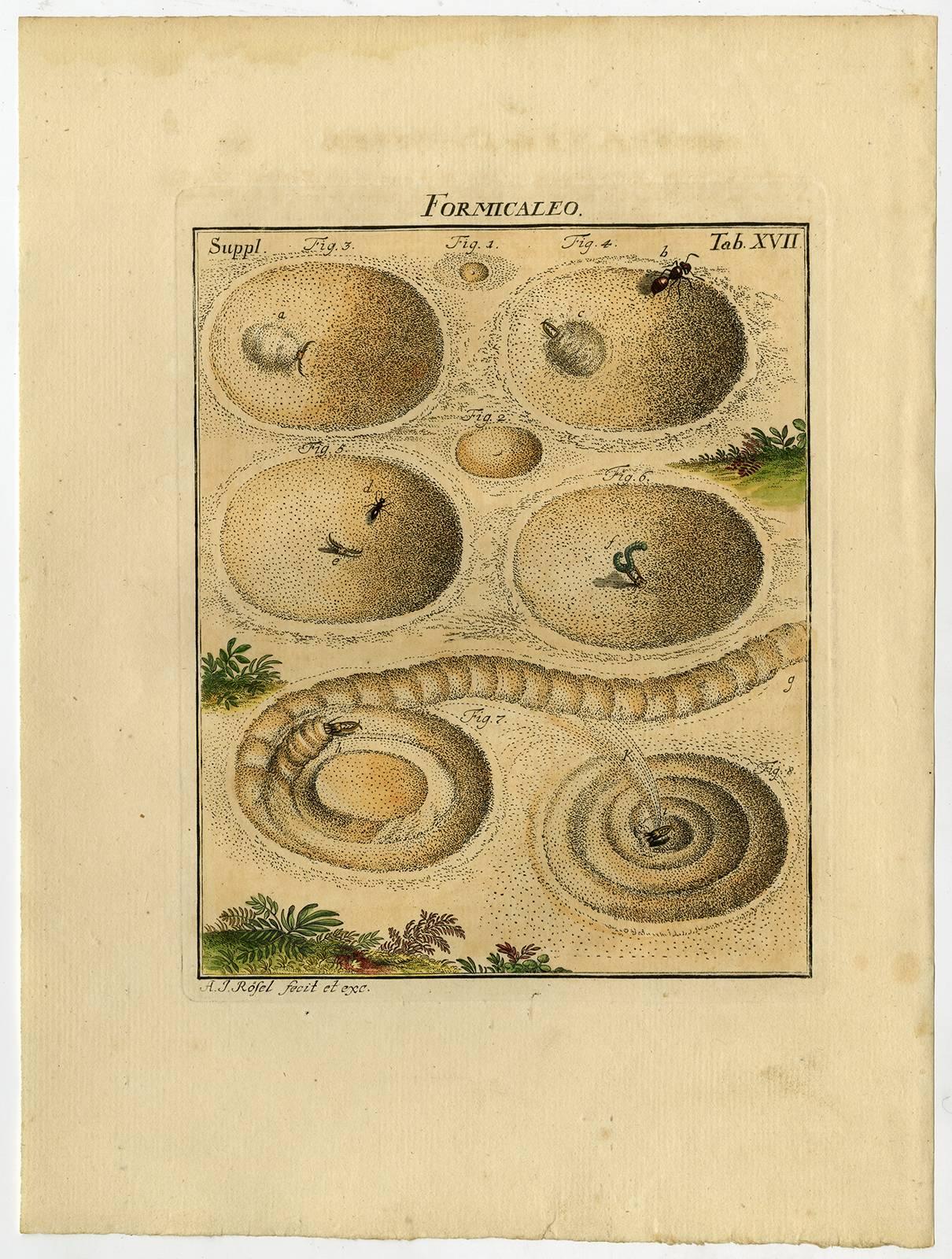 Handcoloured engraving on hand laid (verge) paper. 
Watermark: C & I Honig.

Set of four prints on the Antlion: ''De listige Mieren-Roover, die in eene Land-Nimph verandert'' (The cunning Ant-Lion, that changes into a Land-Nymph). The first plate