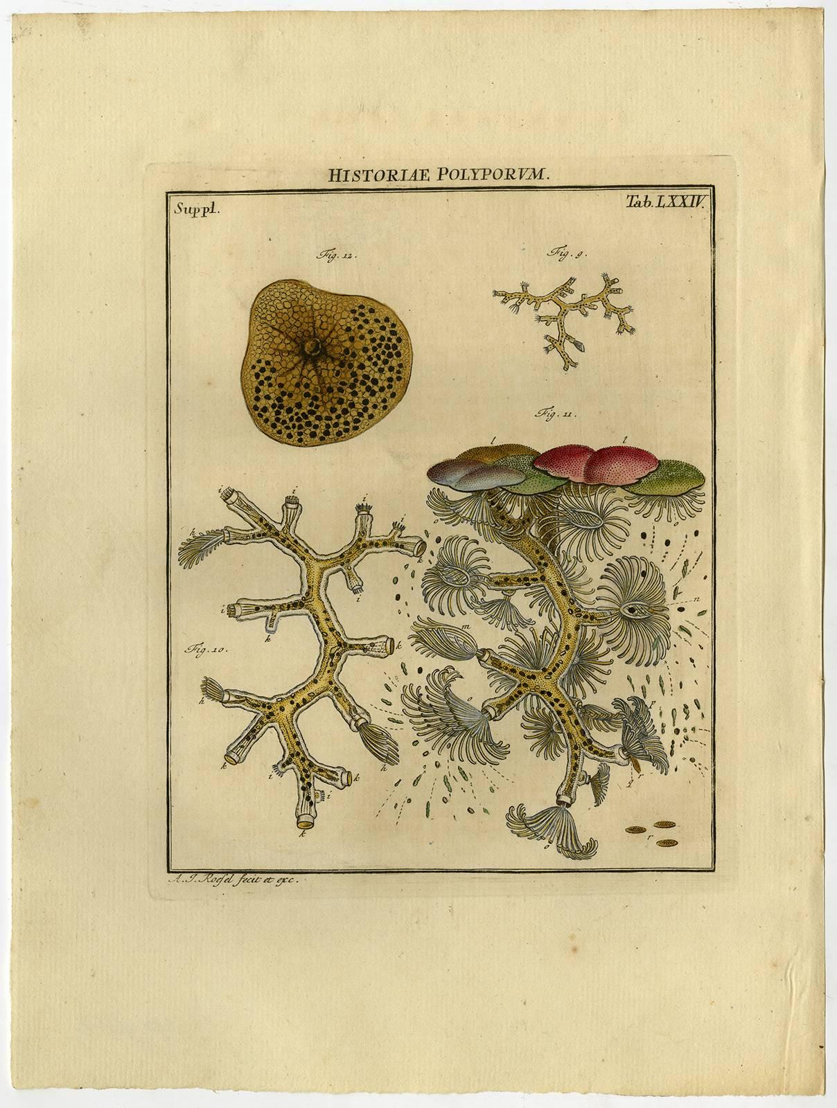 Historiae Polyporum. Tab. LXXIII-LXXV. - Print by August Johann Rösel von Rosenhof