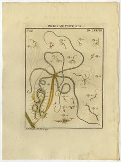 Historiae Polyporum. Tab. LXXVIII-LXXXIII.