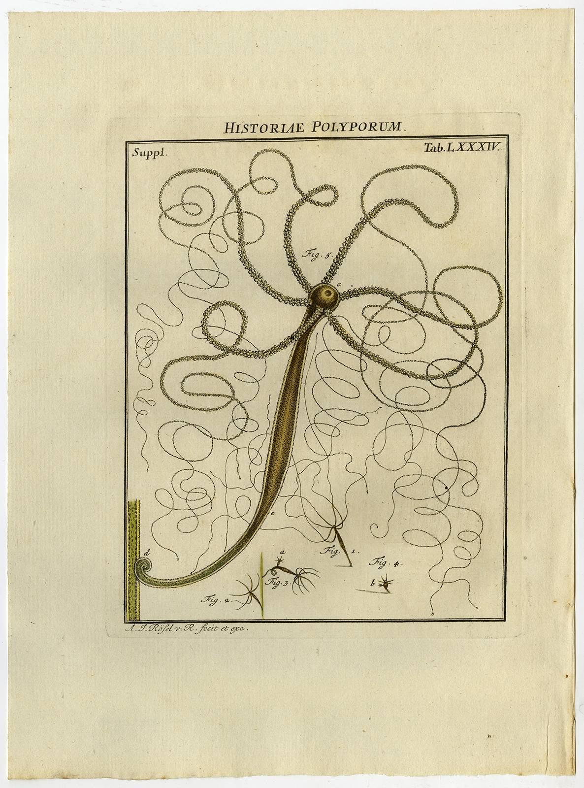 August Johann Rösel von Rosenhof Print - Historiae Polyporum. Tab. LXXXIV-LXXXVII.
