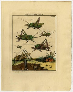 Locusta Germanica. Tab. VIII-IX.