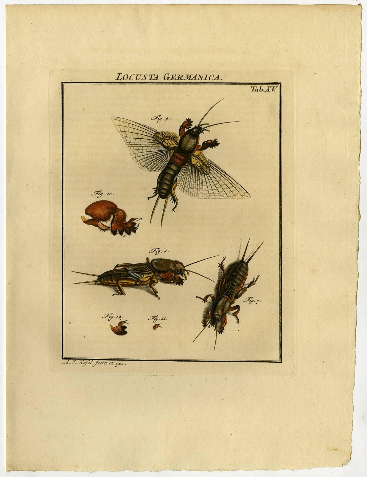 Locusta Germanica. Tab. XIV-XV. - Print by August Johann Rösel von Rosenhof