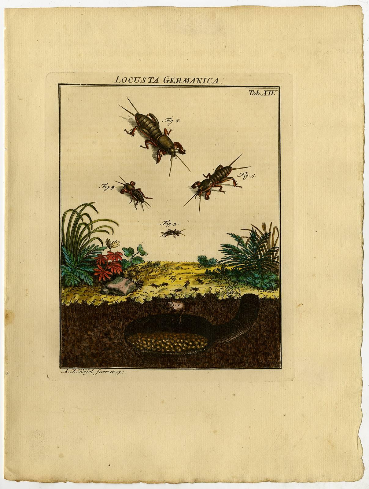 August Johann Rösel von Rosenhof Animal Print - Locusta Germanica. Tab. XIV-XV.