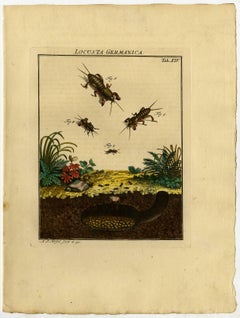 Locusta Germanica. Tab. XIV-XV.